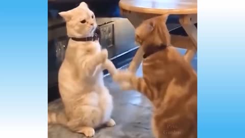 Crazy animals cats-funny cute dogs-pets-easy