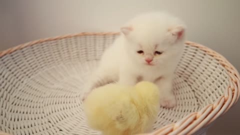 Kittens walk with a tiny chicken