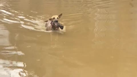 Dog Carries Puppy to Safety on Flooded Street