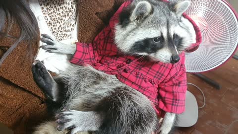 Pet raccoon wearing a hoodie cuddles with his owner