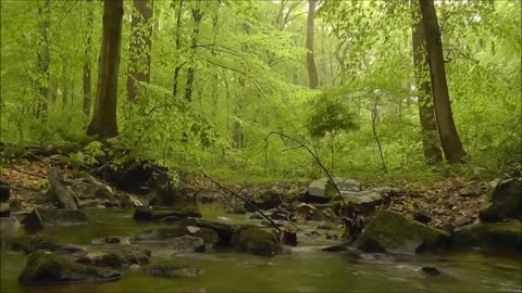 Beautiful Birds Sound in the Rainforest - For Sleeping - 99% Instantly With Rain And Birds Sound