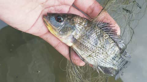 Fish catching in a ditch