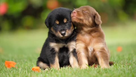 Cute Puppies and Dogs #3