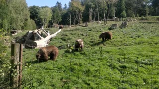 Brown Bears in Zoo Safari