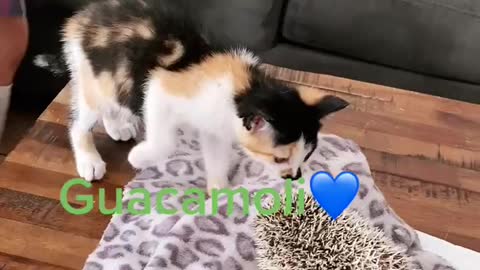 Kitty and hedgy