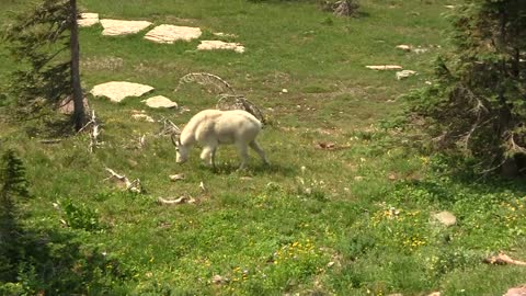 Unsure Footing - Glacier's Habituated Mountain Goats