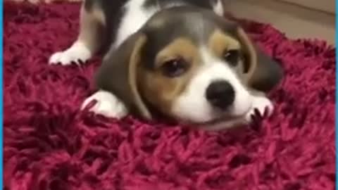 Cute Adorable Puppies Howling - Funny Cute Animal Videos