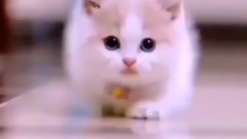 Cute cat video