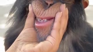 Funny monkey