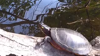 Fly Turtle