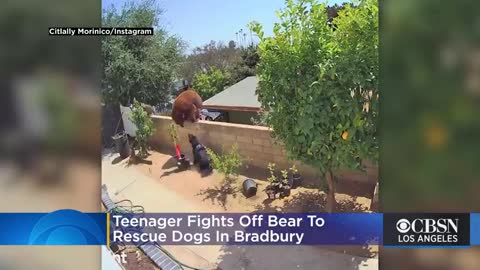 Teenage Girl Fights Off Bear To Rescue Dogs In