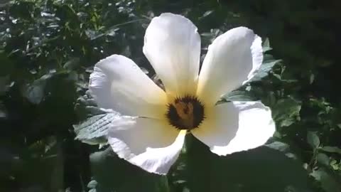 Sida Sp. flower receives the first rays of the sunlight, after a night of rain [Nature & Animals]