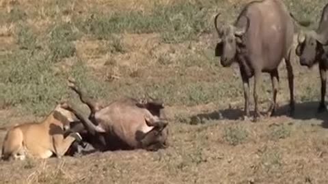 Buffalo Fights With Lions