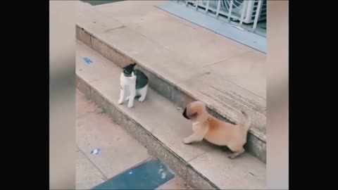 Cat 🐈 vs Dog 🐕 funny animals video 😂