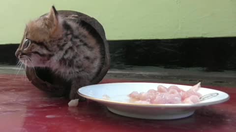 Cute cat eating 🐔 chicken kima