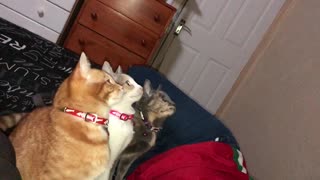 3 Funny Cute Cats