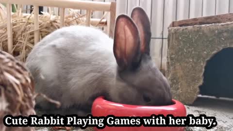 cute rabbit playing with her child so funny look at this make love