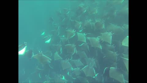 Hundreds of Mobula Rays Dancing in Ocean