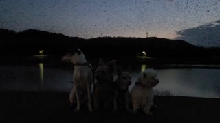 Dogs gather for picture beneath massive flock of crows