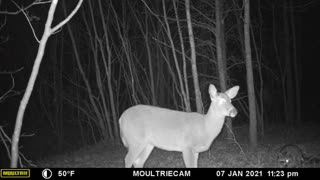 Trail Cam Video of a Doe and Raccoon