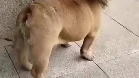 Funny dog video 😆😅😅🤣