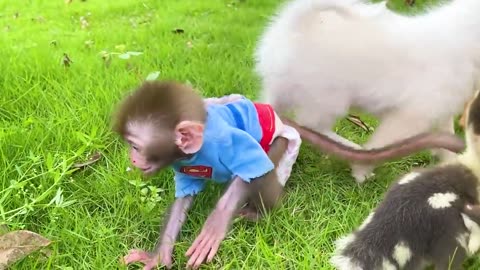 Baby Monkey Bon Bon Eats Mini Watermellon
