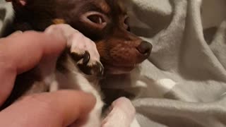 Small dog enjoys petting units