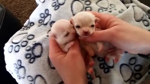 small🐕 papi 🐕birth 🐕for🐕 beautiful 🐕and 🐕sweet🐕