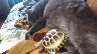 The cat and turtle sleep together and him it is good