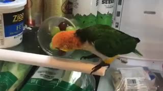 Bird Throws Fruit From the Fridge