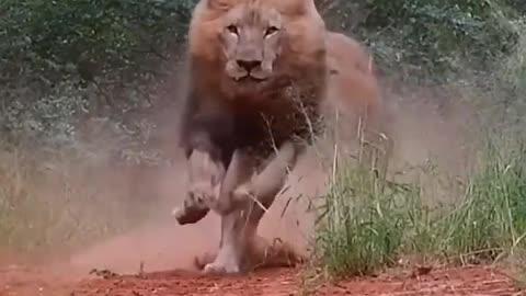 Angry lions #shorts #lion #shortvideo #viralvideo #trending