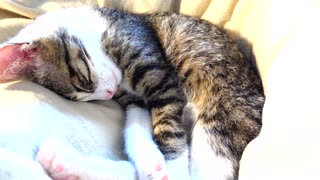 Sweet Little Cat Sleeps on His Forehead