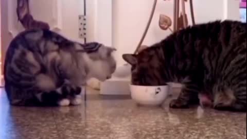 Cat sharing food