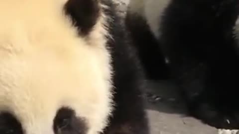 BABY FUN PANDA ASRM EATING