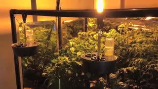 Winter Hydroponics Under a LightRail Light Mover