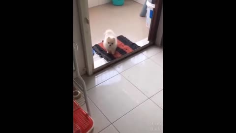 Cute puppy got gun shot