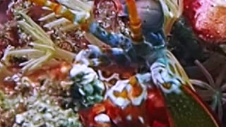 Peeping Peacock Mantis Shrimp