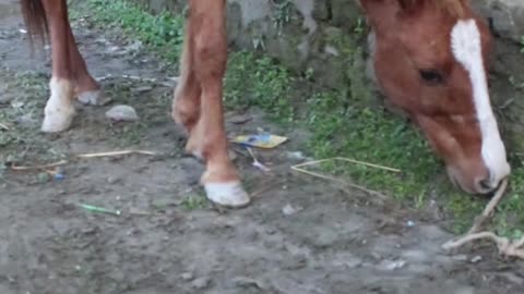 rolling stones #horseracig 😍 #shorts #shortvideo #villagemarketbd #horsevideo #villagelife