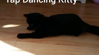 marley the tap dancing kitty