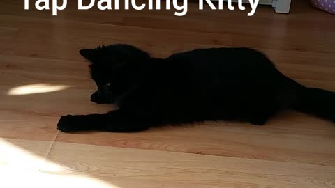 marley the tap dancing kitty