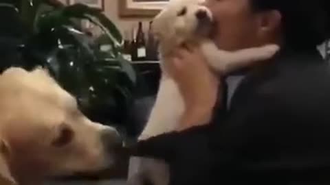 Jealous Gold retriever Dog Want Cuddle and Kisses from His Mother Cute golde puppy