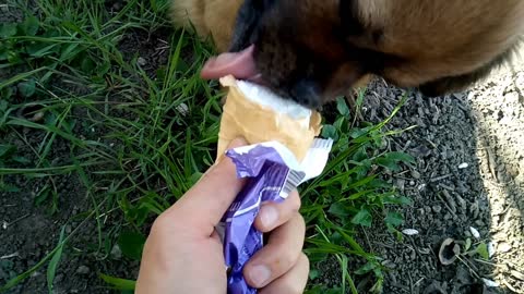 Pekingese loves ice cream