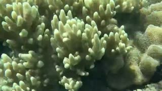 Snorkeling Adventures, Wow Look at the Beautiful Corals!