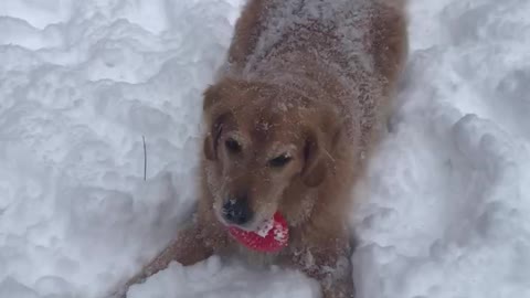 Andy the Golden retriever dog who loves the snow and playing in the snow