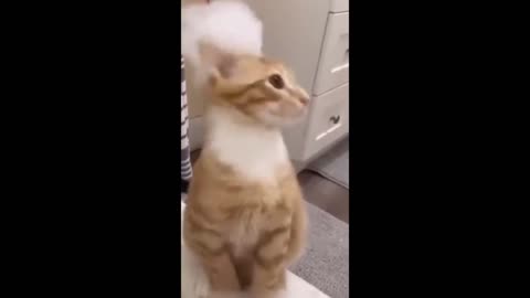 "Cat Fail Comedy: Funniest Compilation Ever!"