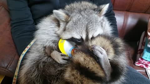 Is this the most pampered pet raccoon ever?