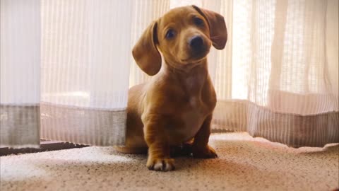 Cute Animals Videos Compilation||Cutest Puppies. Cutest Creature