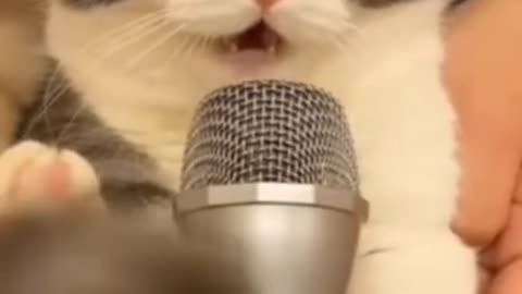 Cat sing with microphone "i always love you"