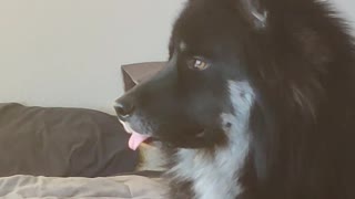 Goofy Husky Sticks His Tongue Out
