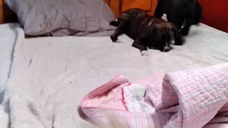 Puppies playing on bed